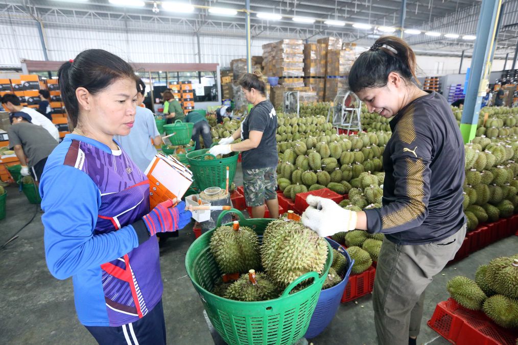 5月13日，在泰国庄他武里府一处榴莲处理中心，工作人员给榴莲称重。新华社发（拉亨摄）